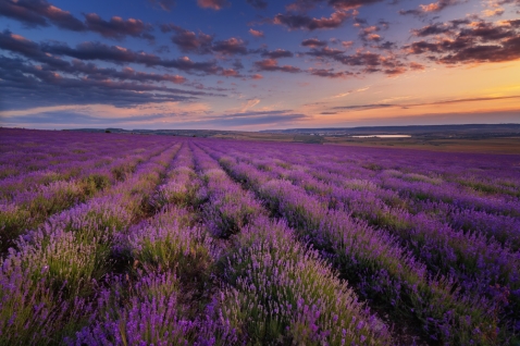 Lavender field under blue sky with clouds on sunset
